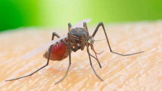 Dengue