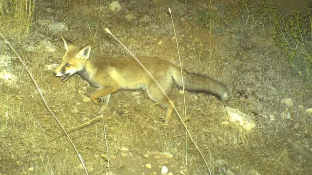 ثعلب أحمر يرك ليلاً في أرض زراعية