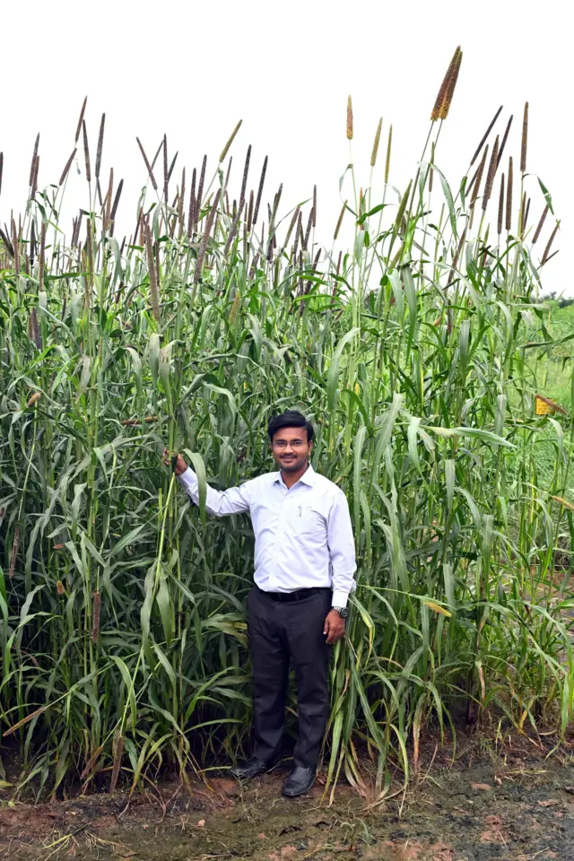 ગુજરાત ખેડૂત ખેતી પાણી ચોમાસું હવામાન બાજરા, બાજરા-1 બીબીસી ગુજરાતી ઇગફ્રી ઘાસચારો પશુ દૂધ ઉત્પાદન ડેરી ઉદ્યોગ પશુપાલકો બુન્દેલ