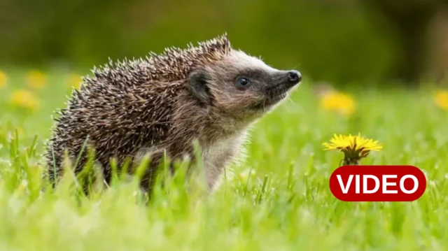 ముళ్లపందులు 