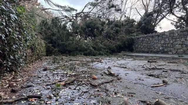 Árboles caídos en Castel, cerca de la escuela primaria justo al lado de Mont d'Aval en Guernsey, causados ​​por la tormenta Goretti, cubriendo una carretera de madera y escombros.