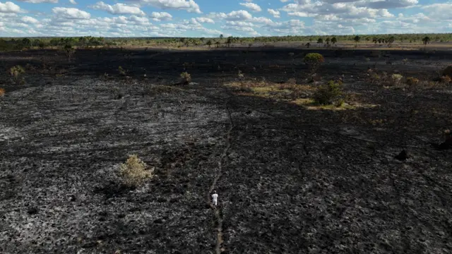 Homem caminha em meio a área de cerrado recém-queimada; ao fundo, vê-se a vegetação verde