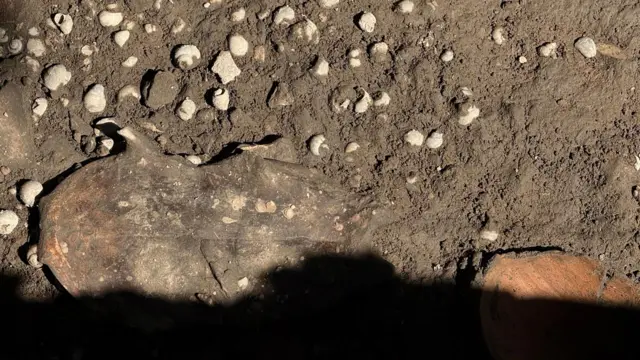 เต่าน้ำจืดที่มีหอยโข่งปูรองไว้