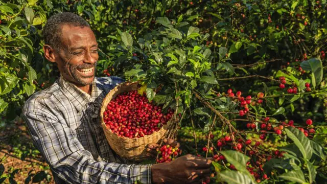 کافی کا پودہ