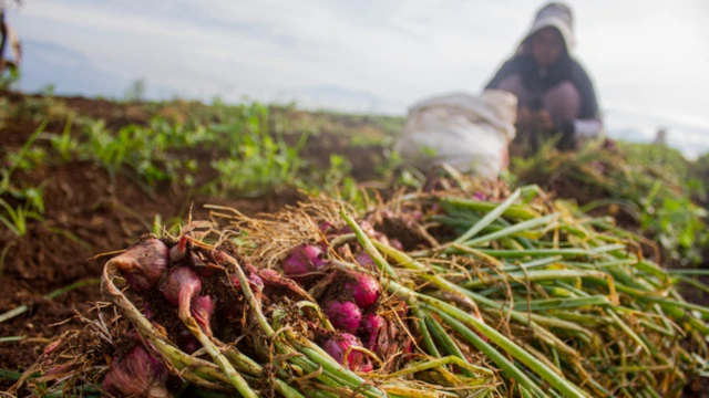 બીબીસી ગુજરાતી ડુંગળી ખેડૂત આંધ્ર પ્રદેશ ખેતી પાક 
