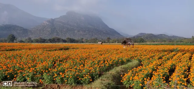 நீலகிரி தெங்குமரஹாடா மலைக்கிராமத்தை காலி செய்ய திட்டமிடும் அரசு! மக்கள் எதிர்ப்பு தெரிவிப்பது ஏன்?