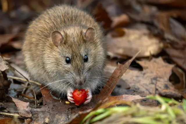 O rato-castanho (Rattus norvegicus) come uma roseira brava.
