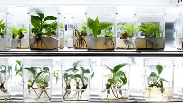 Neoplants don tweak genes for pothos plants