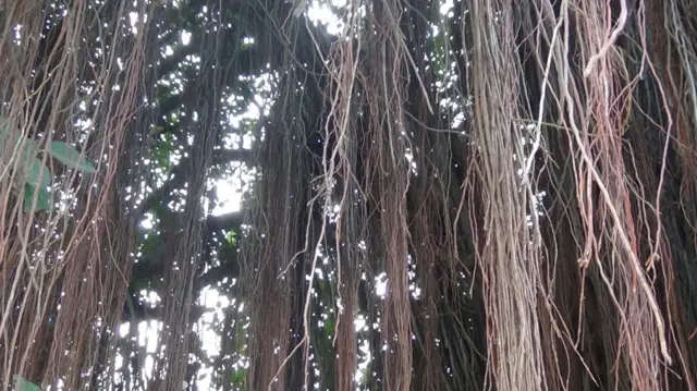 ਰੁੱਖਾਂ ਲਈ ਪੈਨਸ਼ਨ