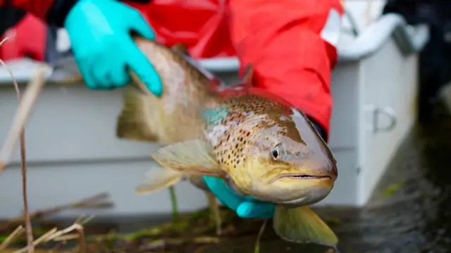 డ్యామ్ల కూల్చివేత