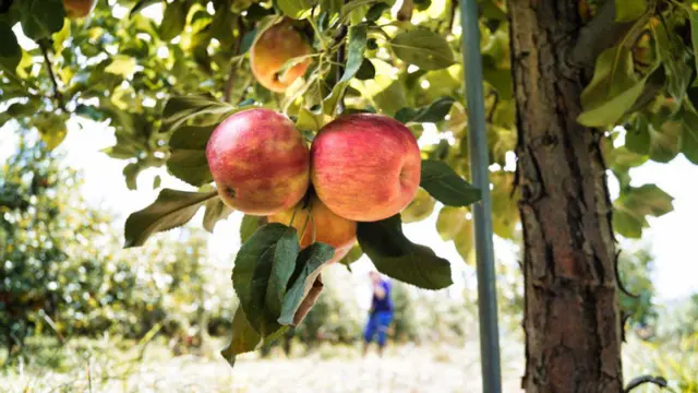 ஆப்பிள், பழங்கள், உடல்நலம், ஆரோக்கியம், அறிவியல்
