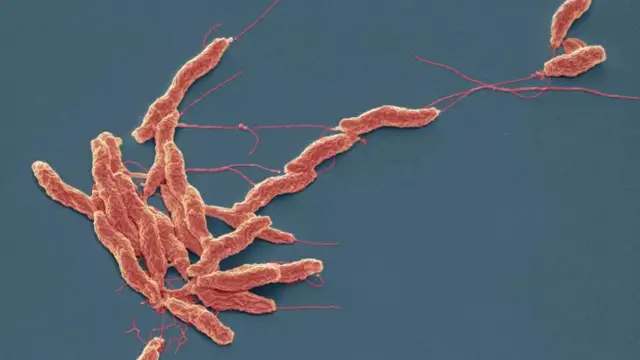 bactérias Campylobacter