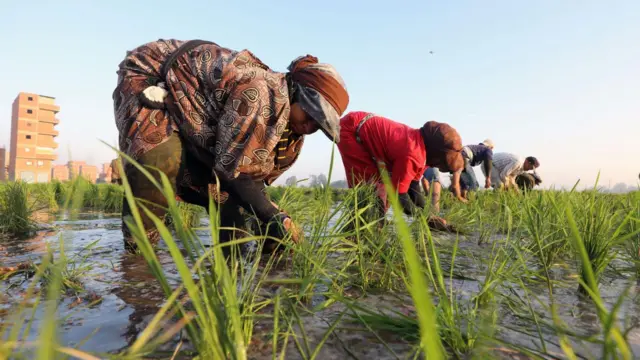 زراعة الأرز