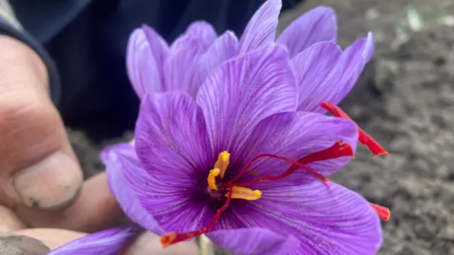 कश्मीरी केसर