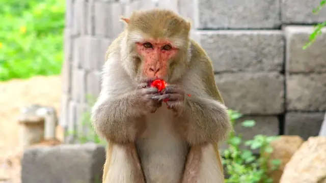 కోతుల బెడద 