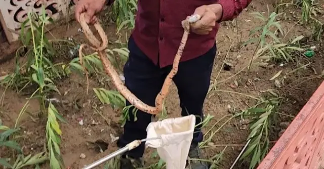 तस्वीर में सड़क की डिवाइडर पर सांप नज़र आ रहा है.