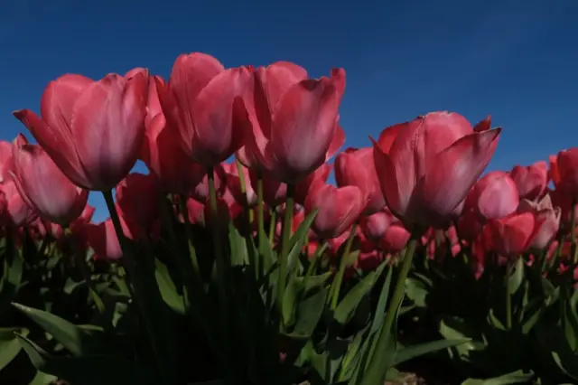 Tulip, Belanda