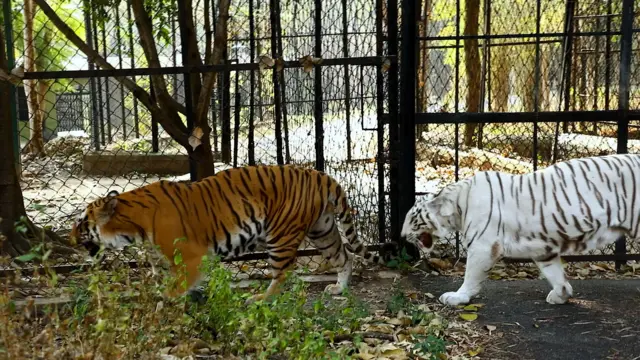 జంతువులు