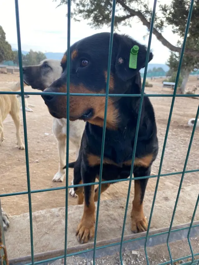 barÄ±nakta kÃ¶pekler