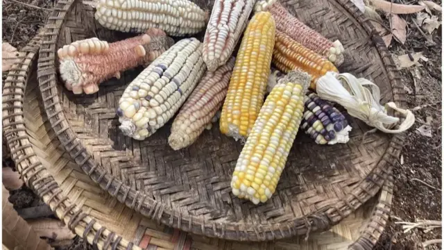 Bi Wanjiru anatetea aina hii ya mahindi asilia