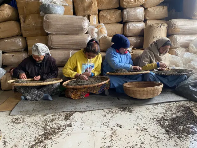 इलामको जस्बिरेस्थित चिया बगान 