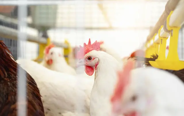 'முட்டைகளில் ஆன்டிபயாடிக் மருந்து' - சென்னை, நாமக்கலில் சோதனை - உணவுப் பாதுகாப்புத் துறை கூறுவது என்ன?