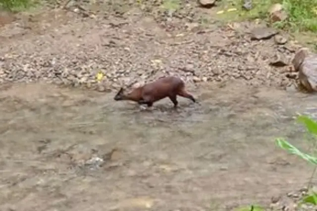 Cervo anãocacheta onlineum rio