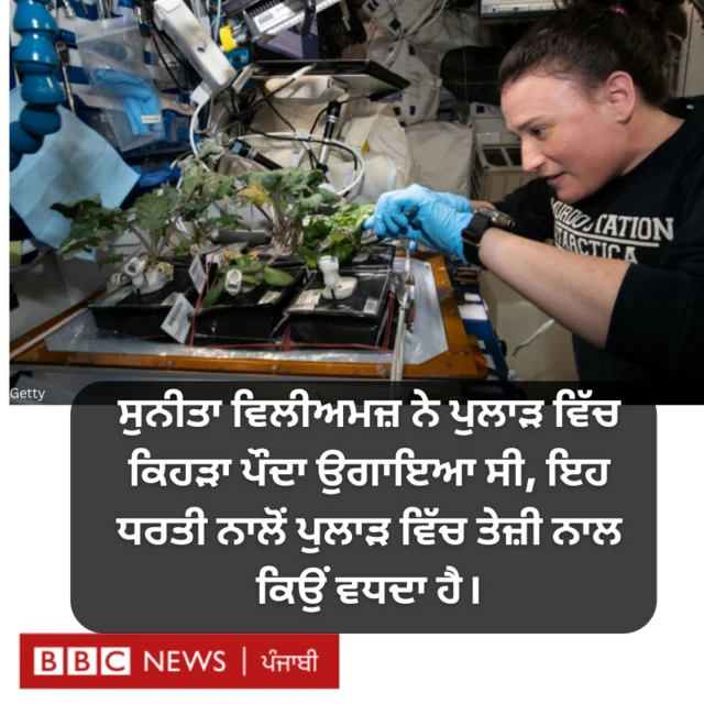 ਪੁਲਾੜ ਵਿੱਚ ਪੌਦਾ