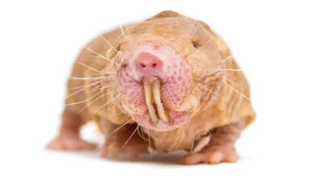 پژوهشی در دانشگاه تونجی چین نشان داده که موش کور برهنه دارای سازوکاری ویژه برای ترمیم دیانای است