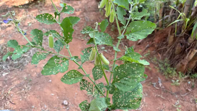 తెల్ల ఈశ్వరి మొక్క