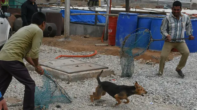 தெருநாய் பிரச்னை, உச்சநீதிமன்றம், தெருநாய் கடி, ரேபிஸ்