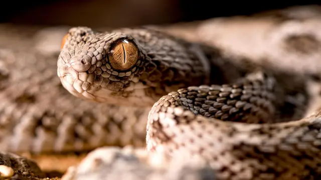 சுருட்டை விரியன் 