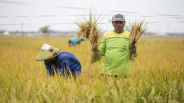 Petani menunjukkan hasil panen padi di areal sawah Desa Pabean Udik, Indramayu, Jawa Barat, Kamis (29/8/2024)