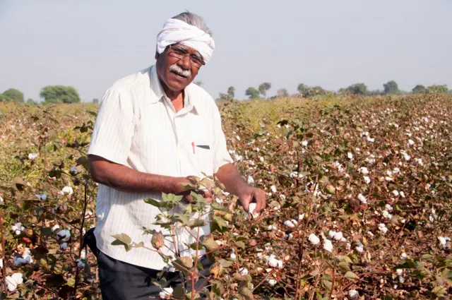 పత్తి పంట