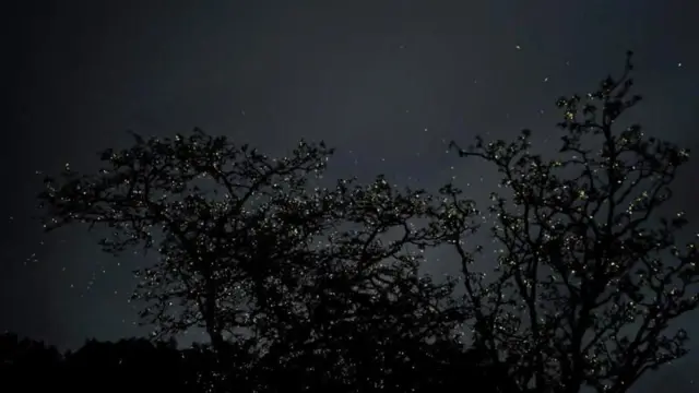 આગિયાઓ, બીબીસી ગુજરાતી