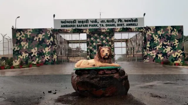 ગીર અભયારણ્ય, ગીરનું જંગલ, ગીરનો સિંહ, એશિયન સિંહ, બીબીસી ગુજરાતી