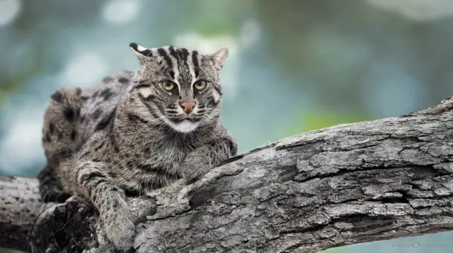 মেছো বাঘ 