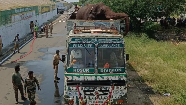 யானை மனித மோதல்