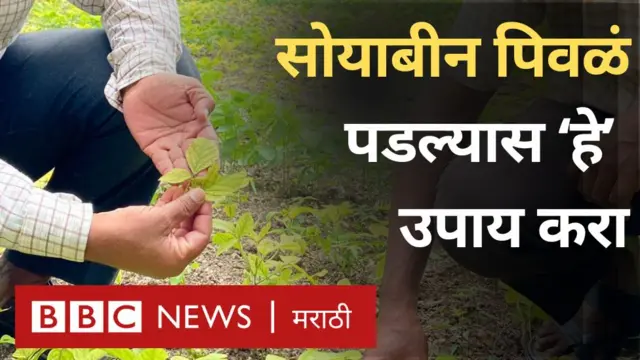 सोयाबीन 