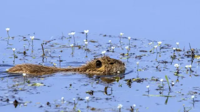 கொய்பு, அஜர்பைஜான், சோவியத் ஒன்றியம்