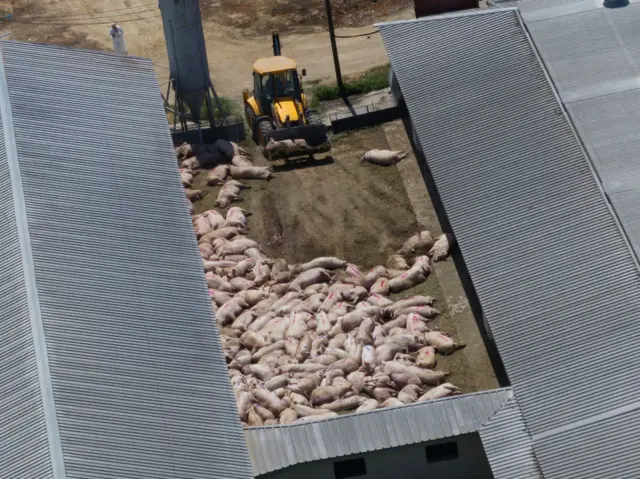 Uginule životinje se bagerom odnose sa farme u Hrtkovcima