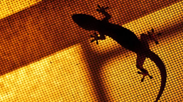 நம் வீட்டில் பல்லிகளே இல்லாமல் போனால் என்ன ஆகும்?