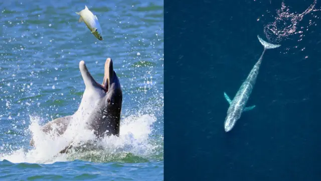 பென்குயின், விலங்குகள், கடல் வாழ் உயிரினங்கள்