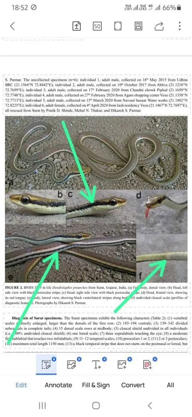 డెండ్రెలాఫిస్ ప్రోయార్కోస్