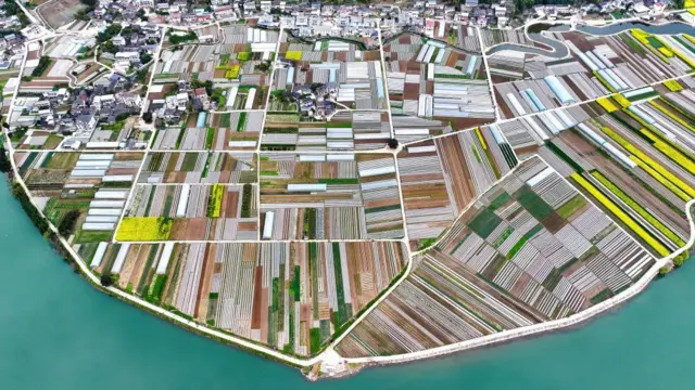Çin'in Sichuan Eyaletindeki bir sebze yetiştirme alanında, suyla çevrili şerit şeklindeki tarlaların havadan fotoğrafı, Mart 2025
