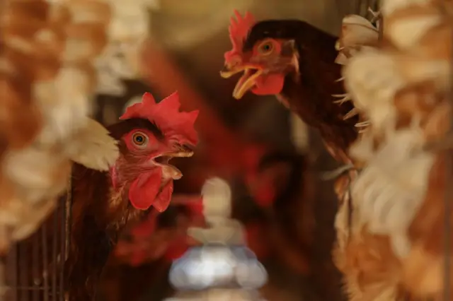 শীতে মুরগিকে সতর্কতার সাথে লালন-পালন করতে হয়