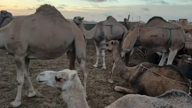 Chameaux dans la région de Laâyoune, au Sahara marocain.
