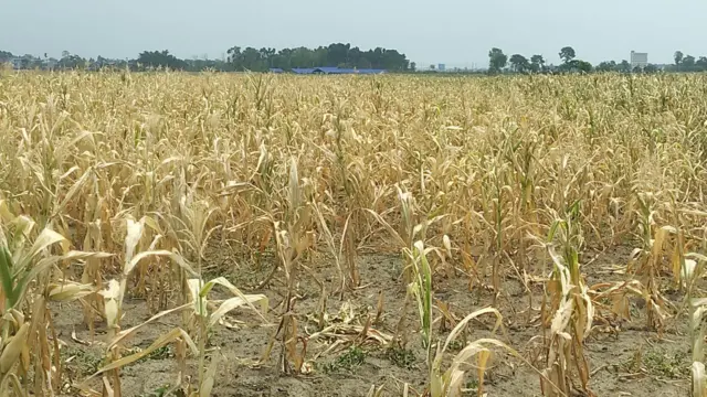 भरतपुरमा मकैबाली