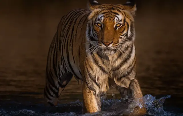 ਪਾਣੀ ਵਿੱਚੋਂ ਲੰਘਦਾ ਹੋਇਆ ਬਾਘ