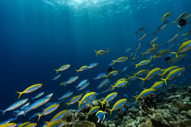 A school of marine fish